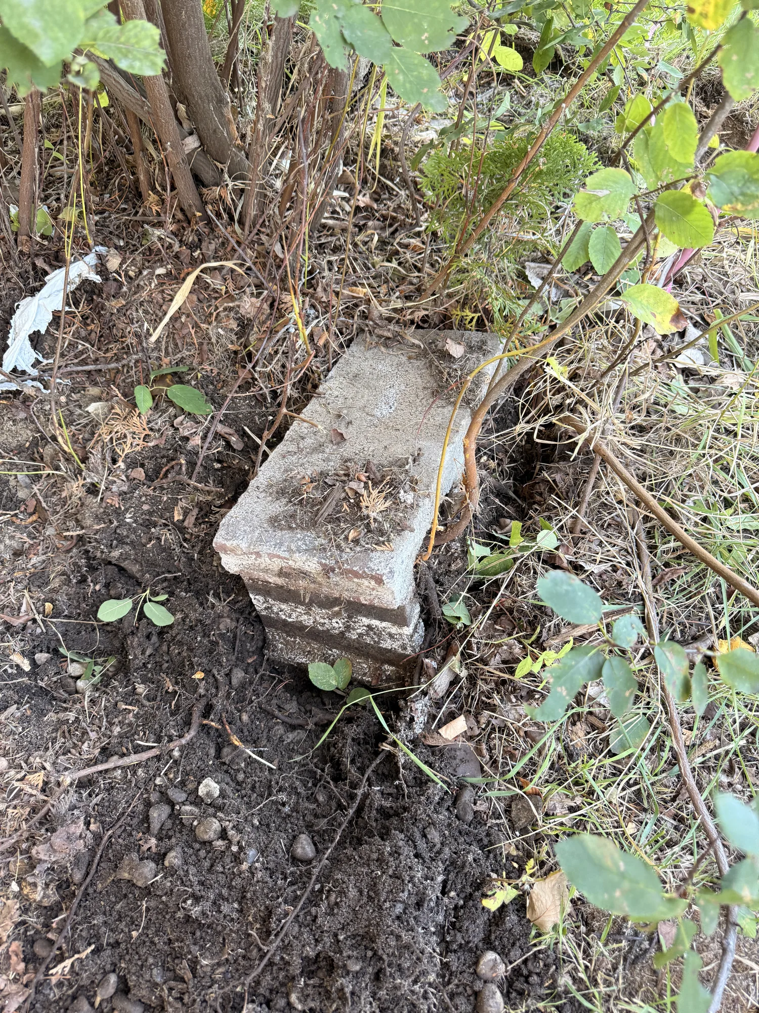 An old concrete pad dug out of the overgrown border