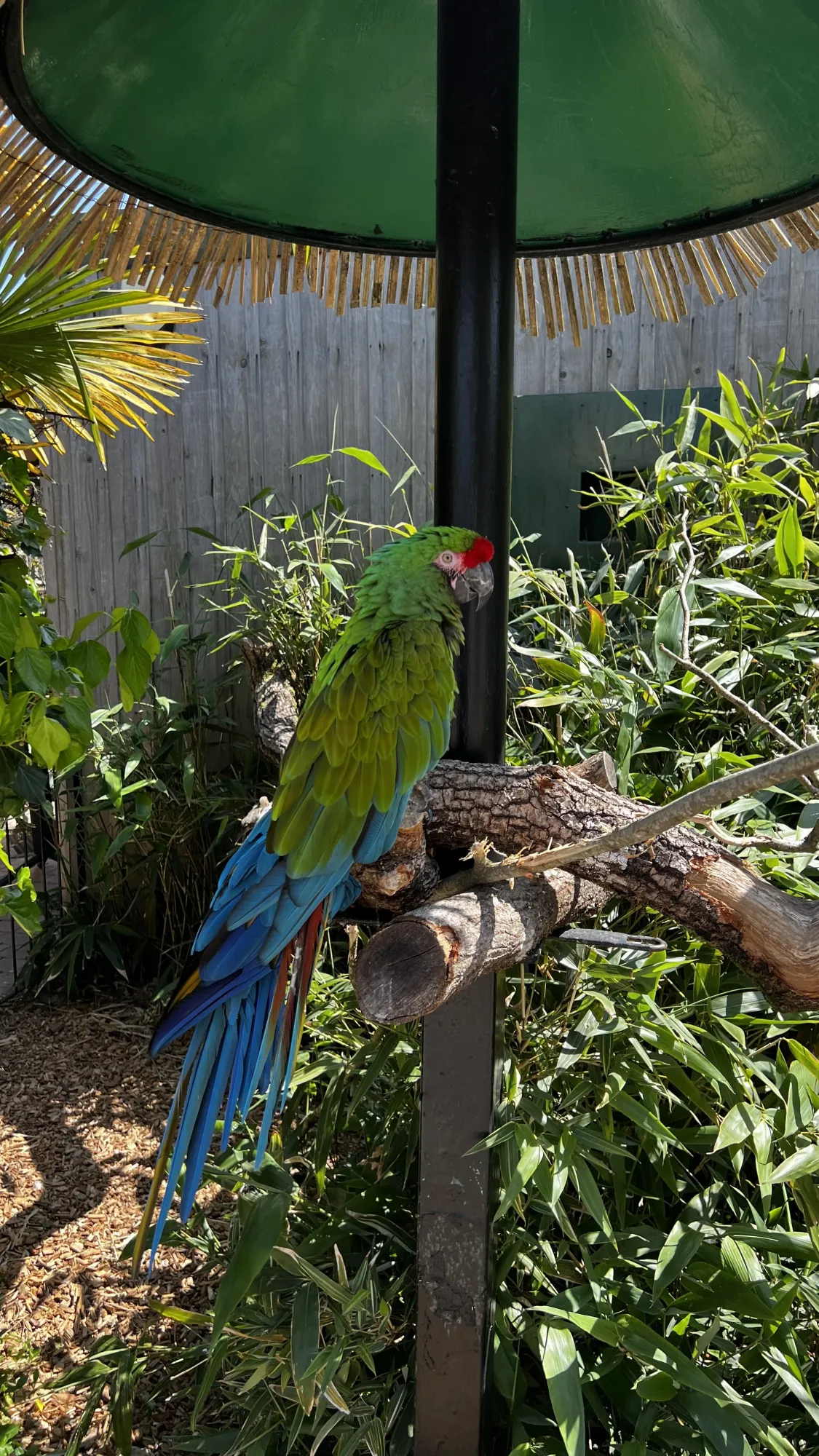 Birds resting