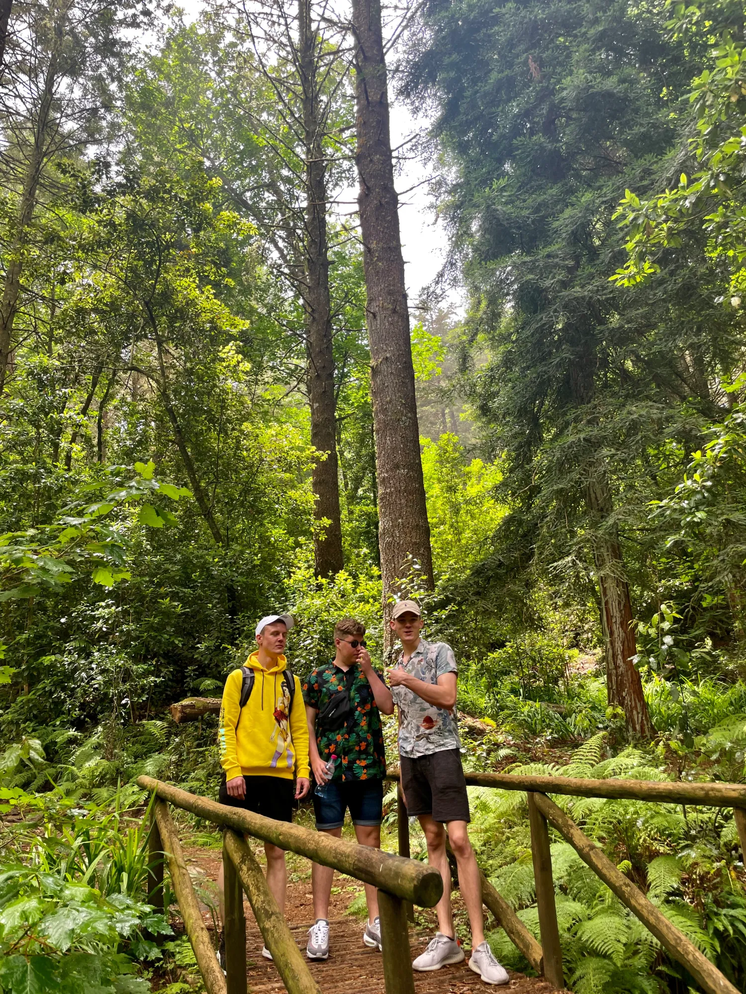 In the forests of Madeira