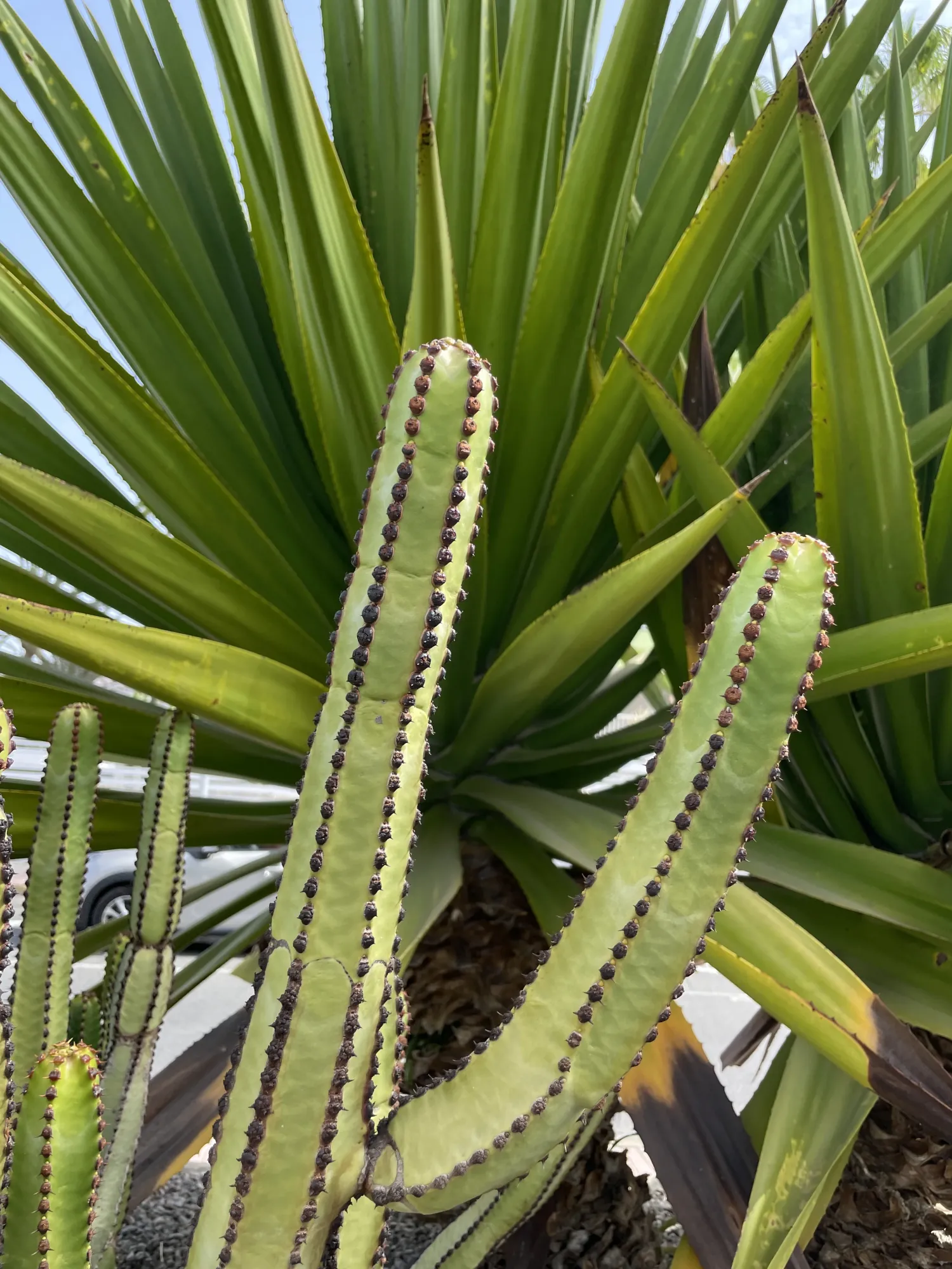 A big old Cactus - I know.. How impressive